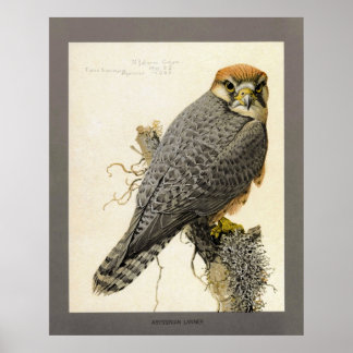 Abyssinian Lanner Poster