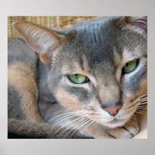 Abyssinische Katzen-große blaue grüne Augen Poster