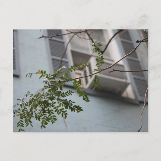 "AC-BLÄTTER" POSTKARTE (KOLLEKTIERBAR) (Vorderseite)