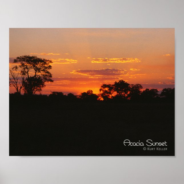 Acacia Sunset Poster (Vorne)