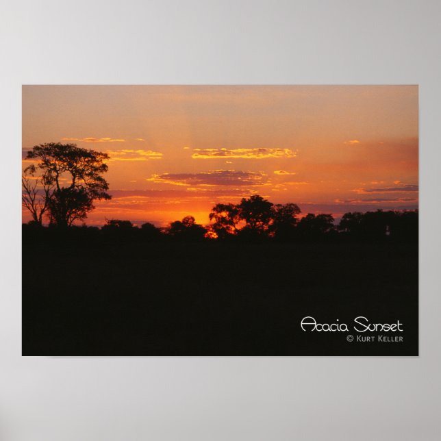 Acacia Sunset Poster (Vorne)