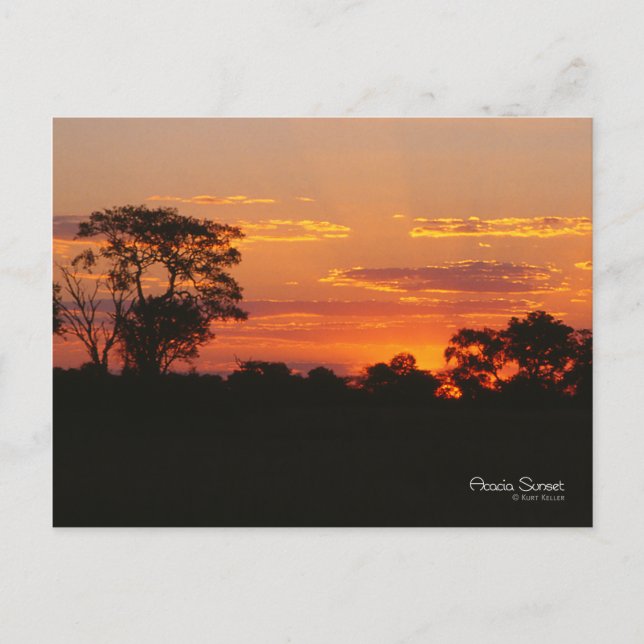 Acacia Sunset Postkarte (Vorderseite)