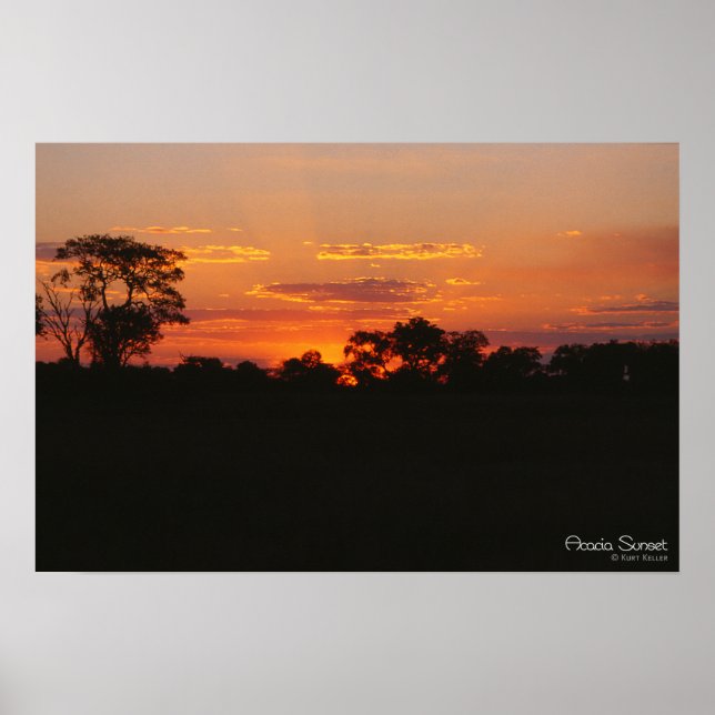 Acacia Sunset Print Poster (Vorne)