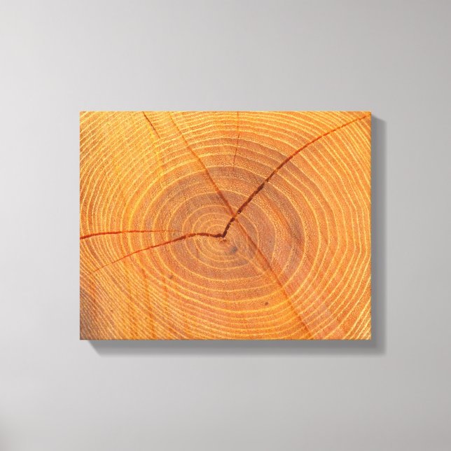 Acacia Tree Cross Section Canvas Print Leinwanddruck (Vorderseite)