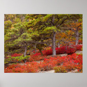 Acadia-Nationalpark, Maine Poster