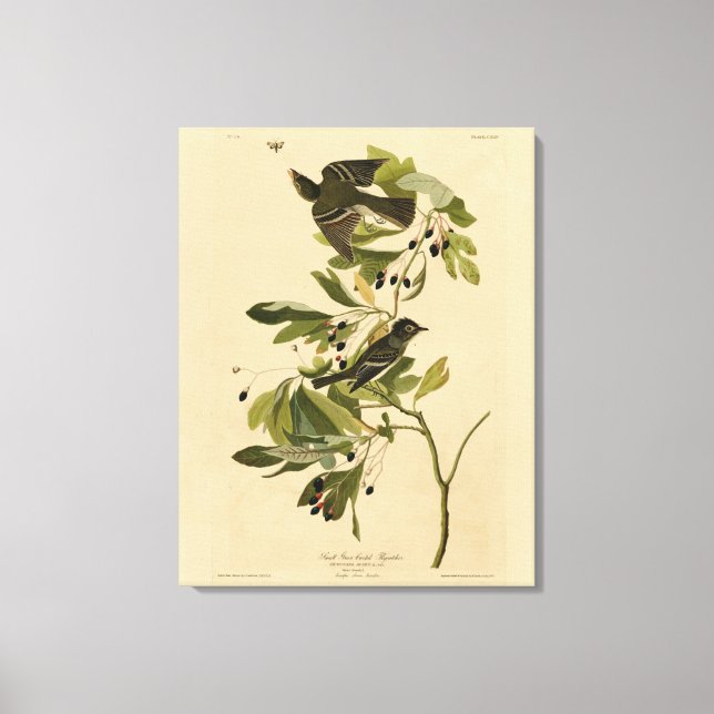 Acadian Flycatcher von Audubons Vögeln von Amerika Leinwanddruck (Vorderseite)