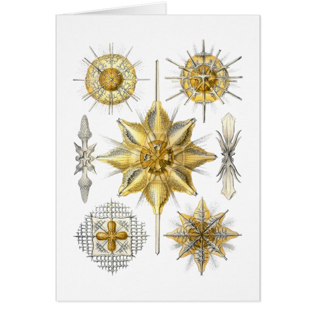 Acanthometra (Vorne)