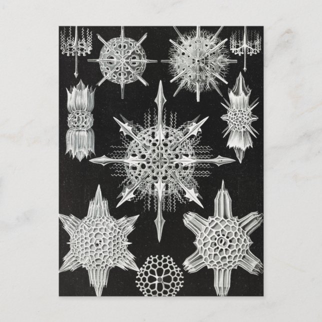 Acanthophracta, Wunderstrahlinge Aquatic Animal Postkarte (Vorderseite)