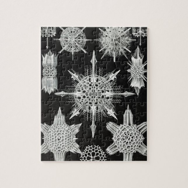 Acanthophracta, Wunderstrahlinge Aquatic Animal Puzzle (Vertikal)