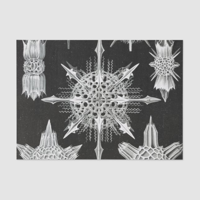 Acanthophracta, Wunderstrahlinge Aquatic Animal Seidenpapier (Vorderseite)