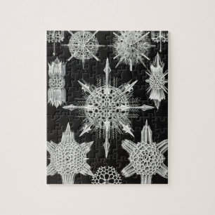 Acanthophracta, Wunderstrahlinge Wasser-Tier Puzzle