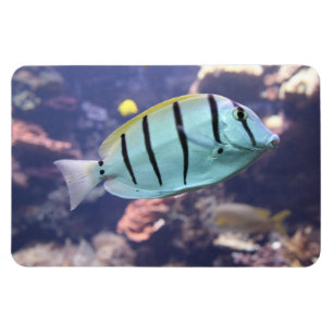 Acanthurus triostegus magnet