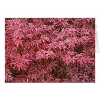 Acer palmatum Blätter