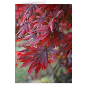 Acer palmatum 'Trompenburg