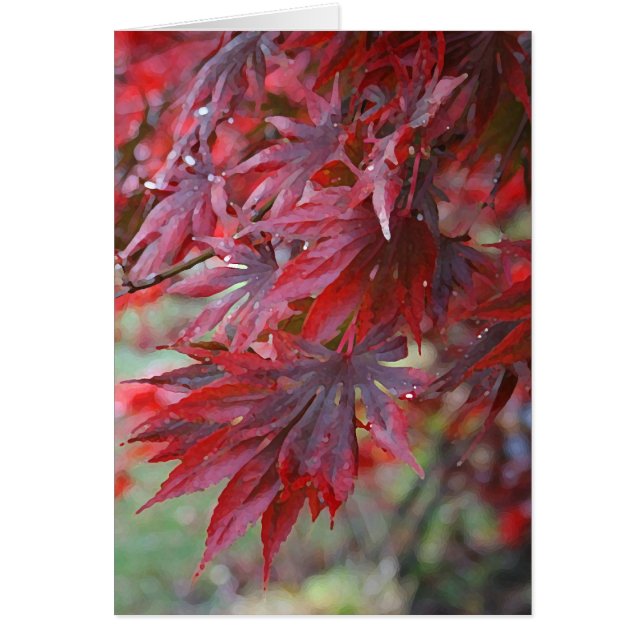 Acer palmatum 'Trompenburg (Vorne)