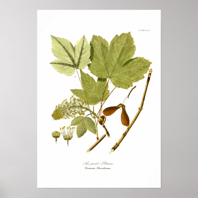 Acer pseudo-platanus poster (Vorne)