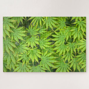 Acer Shirasawanum Palmatifolium Japanischer Ahorn Puzzle