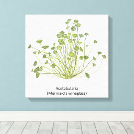 Acetabularia (Mermaid's Wineglass) Handgezogene Leinwanddruck