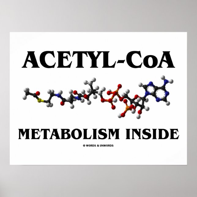 Acetyl-CoA-Metabolismus Inside (chemisches Molekül Poster (Vorne)