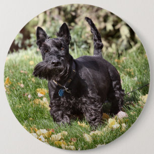 Ach Button