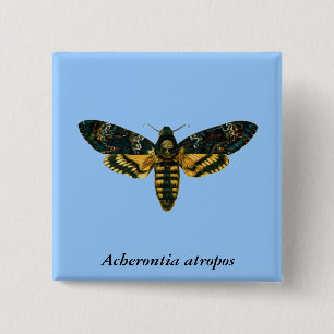 Acherontia-Atropos (Todeskopfhawkmoth) Button