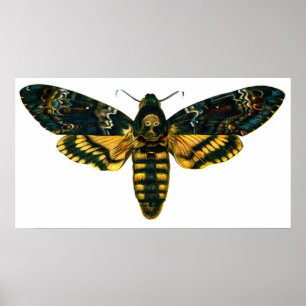 Acherontia-Atropos (Todeskopfhawkmoth) Poster