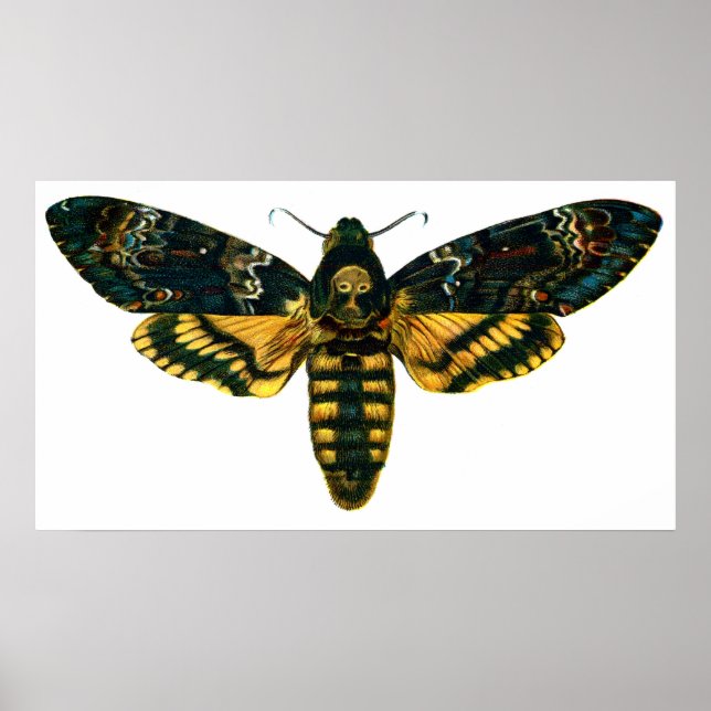Acherontia-Atropos (Todeskopfhawkmoth) Poster (Vorne)