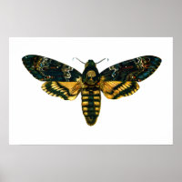 Acherontia-Atropos (Todeskopfhawkmoth)