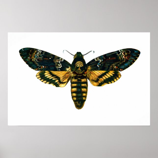 Acherontia-Atropos (Todeskopfhawkmoth) Poster (Vorne)
