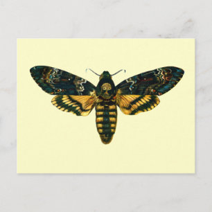 Acherontia-Atropos (Todeskopfhawkmoth) Postkarte