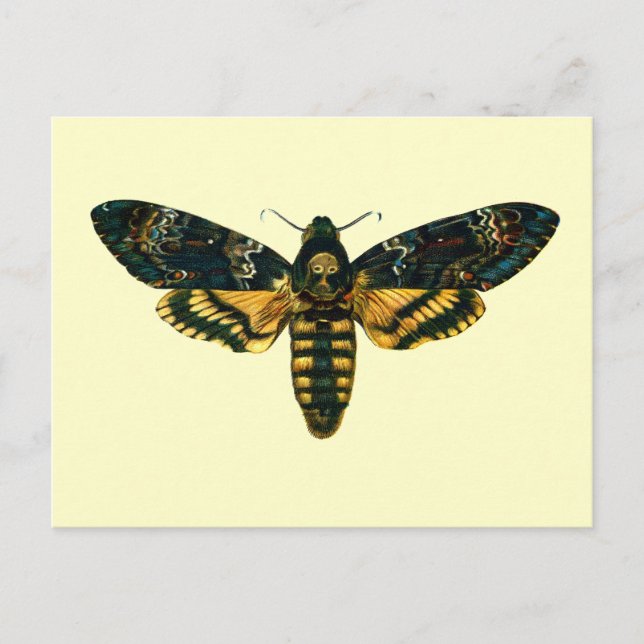 Acherontia-Atropos (Todeskopfhawkmoth) Postkarte (Vorderseite)