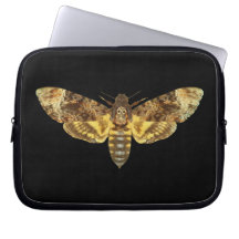 Acherontia Lachesis - Todeskopfhawkmoth