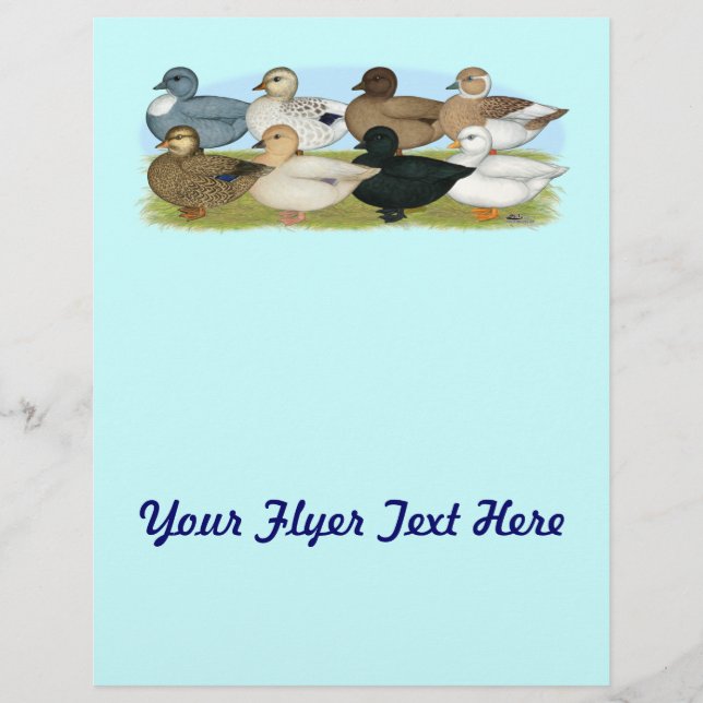 Acht Call Ducks Flyer (Vorne)