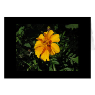 Acht orange Blumenblätter