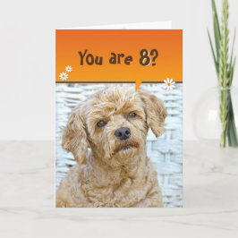 Achte Geburtstag braunes Poodle auf Weide Karte