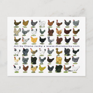 Achtundvierzig Hen Promo Postkarte