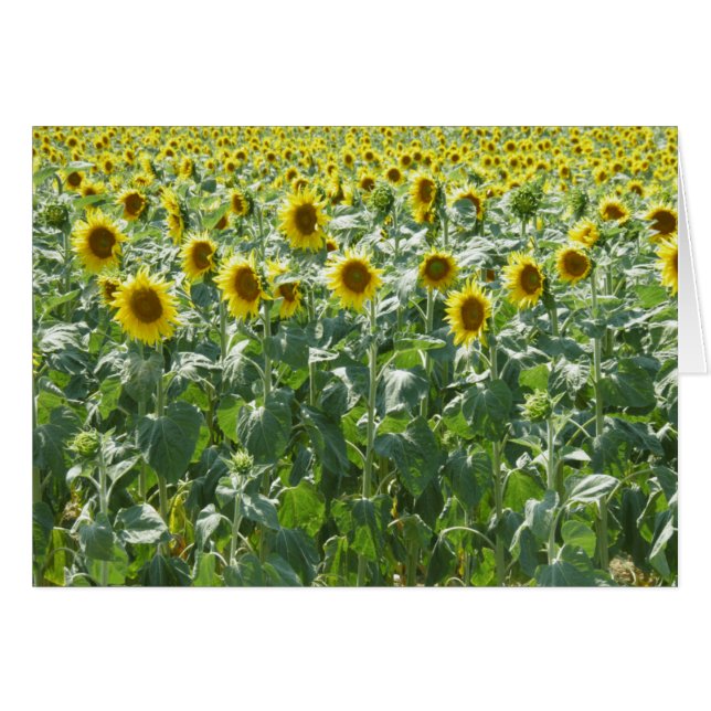 Achtung (Vorderseite (Horizontal))