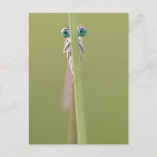 Achtung" ein Auge auf Sie Postkarte