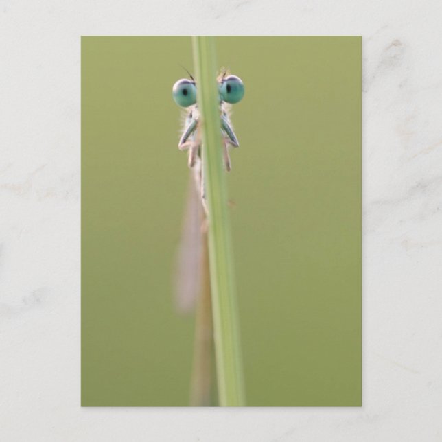 Achtung" ein Auge auf Sie Postkarte (Vorderseite)