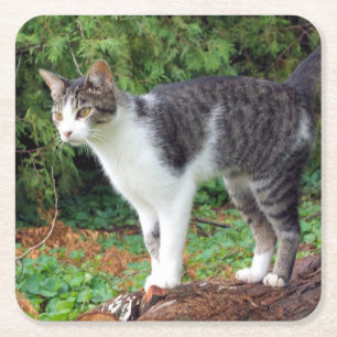 Achtung! Kitty - Katze - Untersetzer