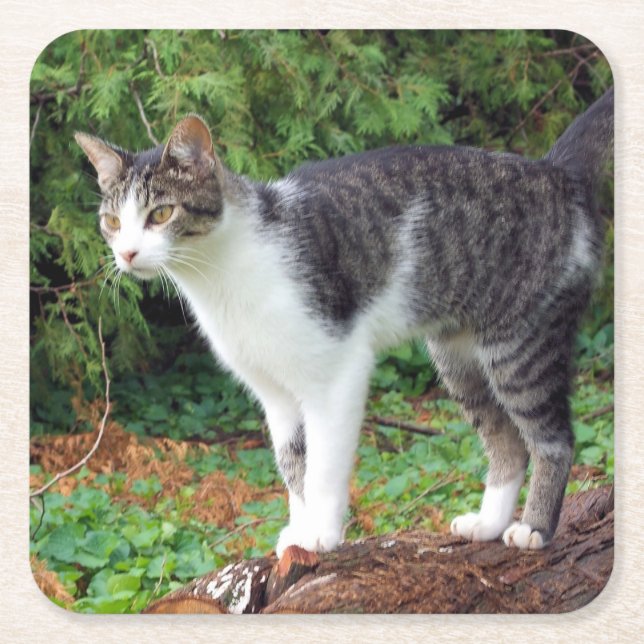 Achtung! Kitty - Katze - Untersetzer (Vorderseite)