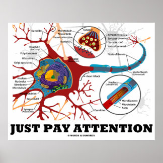 Achtung (Neuron / Synapse anatomisch) Poster
