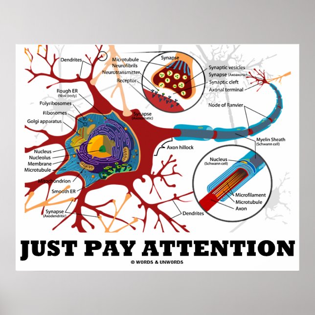Achtung (Neuron / Synapse anatomisch) Poster (Vorne)