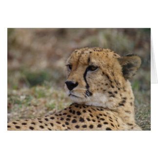 Acinonyx jubatus