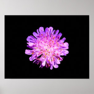 Acker-Witwenblumen-Plakat Poster