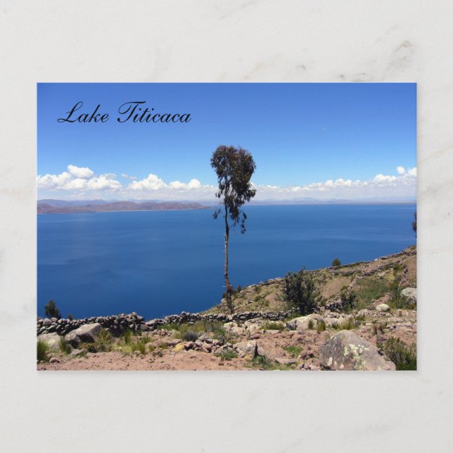 Ackerbaum Postkarte (Vorderseite)