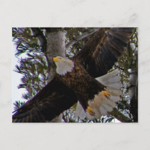 Ackley Eagle Postkarte