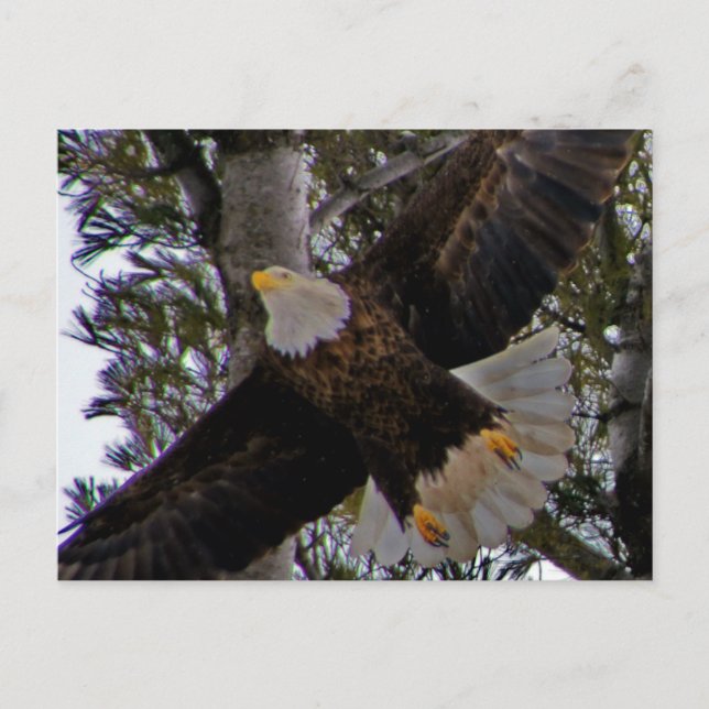 Ackley Eagle Postkarte (Vorderseite)