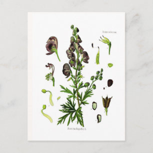 Aconitum napellus (Blauer Eisenhut) Postkarte