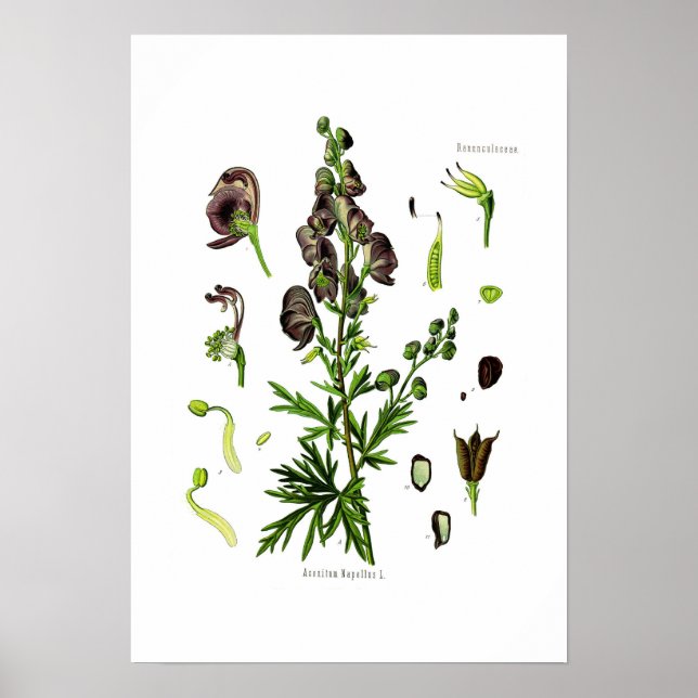 Aconitum napellus poster (Vorne)